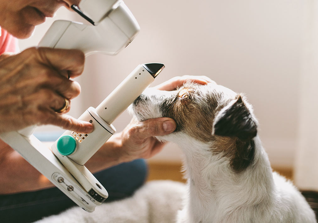 Veterinary Ophthalmology